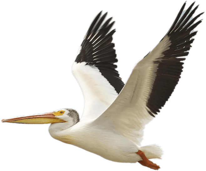 A pelican flying